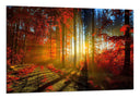 Cuadro Paisaje Bosque Atardecer Otono,naturaleza