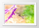 Cuadro enmarcado blanco Naturaleza, Colibri, Flor Macro