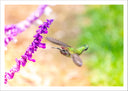 Lámina Naturaleza, Colibri, Flor Macro