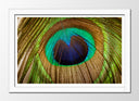 Cuadro enmarcado blanco plumas pavo real, naturaleza, animales
