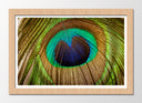 Cuadro enmarcado natural plumas pavo real, naturaleza, animales