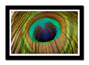 Cuadro enmarcado negro plumas pavo real, naturaleza, animales