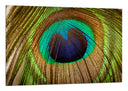 Cuadro plumas pavo real, naturaleza, animales