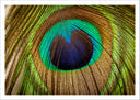 Lámina plumas pavo real, naturaleza, animales