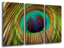 Tríptico plumas pavo real, naturaleza, animales