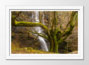Cuadro enmarcado blanco Bosque, Arbol, Naturaleza,otoño