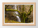 Cuadro enmarcado natural Bosque, Arbol, Naturaleza,otoño