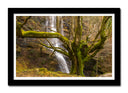 Cuadro enmarcado negro Bosque, Arbol, Naturaleza,otoño