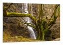 Cuadro Bosque, Arbol, Naturaleza,otoño