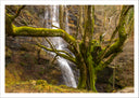 Lámina Bosque, Arbol, Naturaleza,otoño