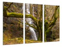Tríptico Bosque, Arbol, Naturaleza,otoño