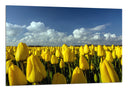 Cuadro Campo de Tulipanes Amarillos,naturaleza