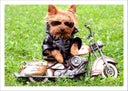 Lámina perro con moto, naturaleza, infantil