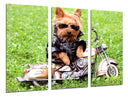 Tríptico perro con moto, naturaleza, infantil