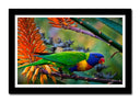 Cuadro enmarcado negro Loro Caribe Exotico, Naturaleza,rama