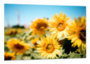 Cuadro Campo de Girasoles Amarillos,naturaleza