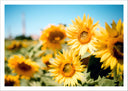Lámina Campo de Girasoles Amarillos,naturaleza