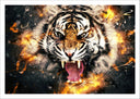 Lámina tigre , animal, naturaleza
