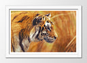 Cuadro enmarcado blanco tigre, naturaleza animal