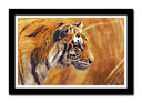 Cuadro enmarcado negro tigre, naturaleza animal