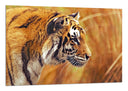 Cuadro tigre, naturaleza animal