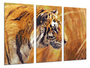 Tríptico tigre, naturaleza animal