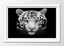 Cuadro enmarcado blanco tigre blanco, fondo negro, naturaleza, animal