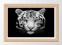 Cuadro enmarcado natural tigre blanco, fondo negro, naturaleza, animal