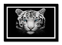 Cuadro enmarcado negro tigre blanco, fondo negro, naturaleza, animal