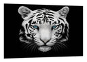 Cuadro tigre blanco, fondo negro, naturaleza, animal
