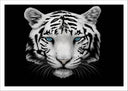 Lámina tigre blanco, fondo negro, naturaleza, animal