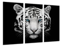 Tríptico tigre blanco, fondo negro, naturaleza, animal