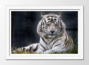Cuadro enmarcado blanco tigre blanco en la naturaleza, animal