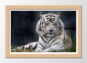 Cuadro enmarcado natural tigre blanco en la naturaleza, animal