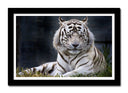 Cuadro enmarcado negro tigre blanco en la naturaleza, animal