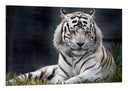 Cuadro tigre blanco en la naturaleza, animal