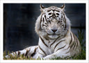 Lámina tigre blanco en la naturaleza, animal