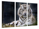 Tríptico tigre blanco en la naturaleza, animal