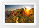 Cuadro enmarcado blanco Paisaje Bosque Atardecer,naturaleza