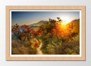 Cuadro enmarcado natural Paisaje Bosque Atardecer,naturaleza