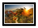 Cuadro enmarcado negro Paisaje Bosque Atardecer,naturaleza