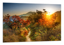 Cuadro Paisaje Bosque Atardecer,naturaleza