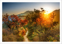 Lámina Paisaje Bosque Atardecer,naturaleza