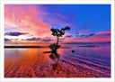 Lámina Paisaje Naturaleza Lago Laguna Arbol Atardecer