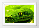 Cuadro enmarcado blanco serpiente, verde, vivora, veneno, naturaleza, animal