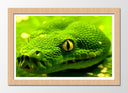 Cuadro enmarcado natural serpiente, verde, vivora, veneno, naturaleza, animal