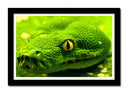 Cuadro enmarcado negro serpiente, verde, vivora, veneno, naturaleza, animal
