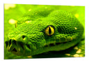 Cuadro serpiente, verde, vivora, veneno, naturaleza, animal