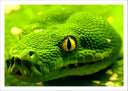 Lámina serpiente, verde, vivora, veneno, naturaleza, animal