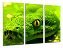 Tríptico serpiente, verde, vivora, veneno, naturaleza, animal
